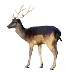 fallow deer buck - obrazy, fototapety, plakaty
