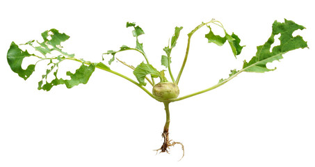 Slug damage of green kohlrabi, isolated