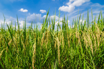 Fototapeta premium Rice field