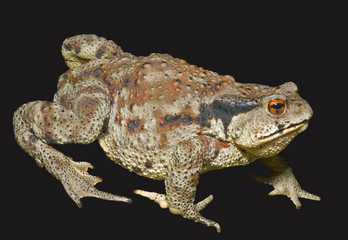 Toad (Bufo gargarizans) 30