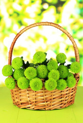 Fototapeta na wymiar Beautiful green chrysanthemum in wicker basket