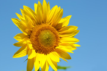 Beautiful sunflower on blue sky background, close up