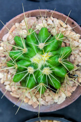 Cactus close up macro