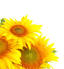 Fototapeta premium Sunflowers isolated on white