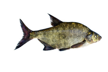 Naklejka premium big fresh fish bream isolated on white