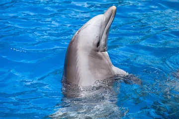 Photo sur Plexiglas Dauphins Les dauphins nagent dans la piscine