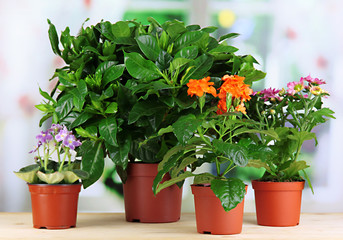 Fototapeta na wymiar Beautiful flowers in pots on wooden table on natural background