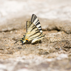 Fototapeta na wymiar butterfly Swallowtail (Papilio machaon)