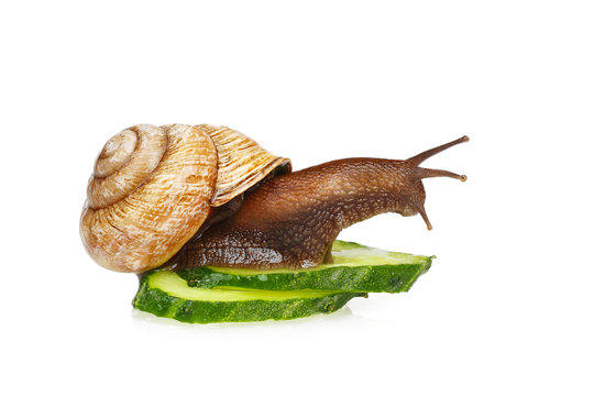 Snail and cucumber