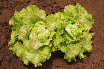 Taufrischer Batavia Salat im Biogarten