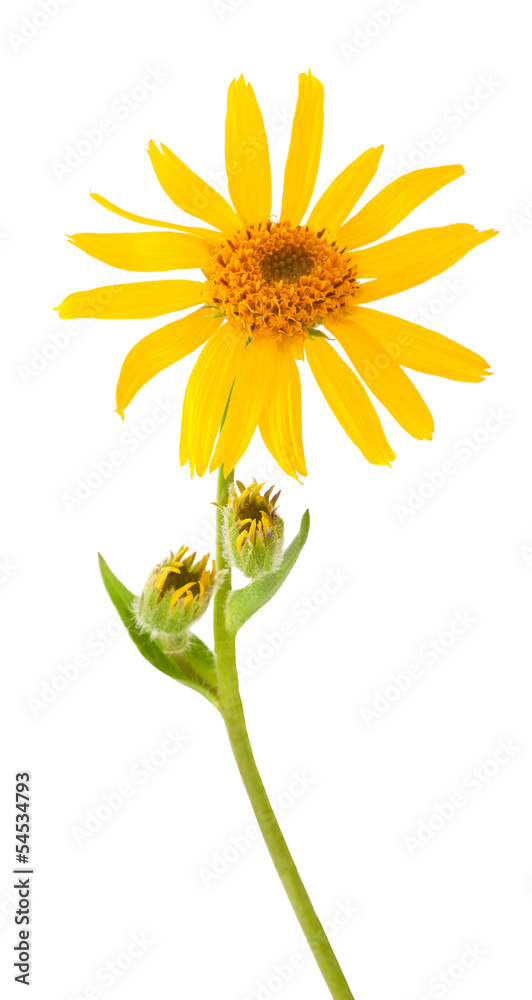 Sticker Arnica Montana