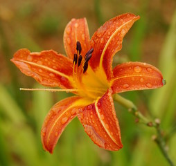 Lilienbl&uuml;te nach dem Regen