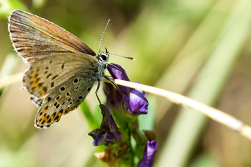 Fototapeta premium Farfalla su fiore viola