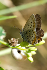 Farfalla ripresa da dietro