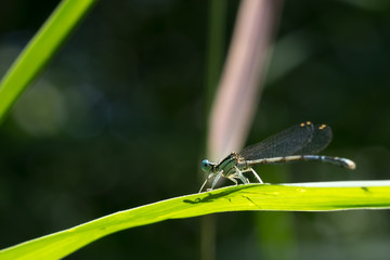 Libellula al sole