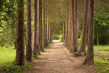 Fototapeta premium Beautiful pathway in the forest