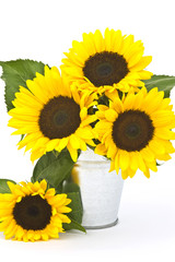 sunflowers