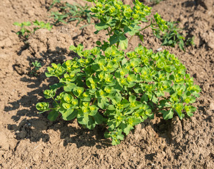 Closeup of a Sun Spurge plant in the soil