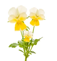 Peel and stick wall murals Pansies Pansy
