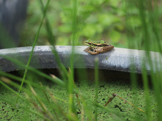 frog