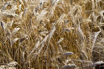 wheat field