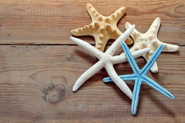 Four different starfish on driftwood