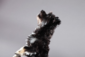 Black boomer dog. Studio shot against grey.