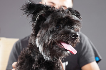 Black boomer dog lying on owner's lap.