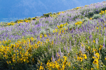 Wildflowers © arinahabich