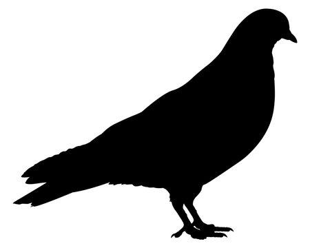 Pigeon. silhouette. Vector