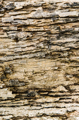 Tree bark texture