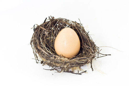 Egg in the nest.