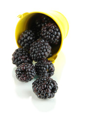 Ripe blackberries in pail isolated on white