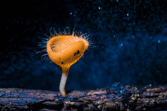 Orange clitocybe mushroom in deep forest