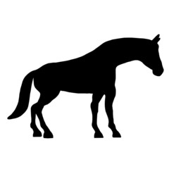 beautiful black horse