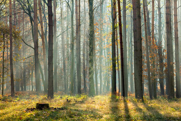 Sun rays crossing a misty forest in an early autumn morning