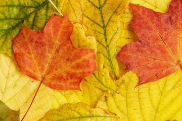 Naklejka na ściany i meble different autumn leaves