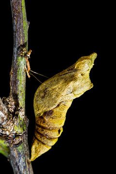 Pupa Of Butterfly On The Tree