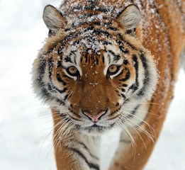 Siberian tiger
