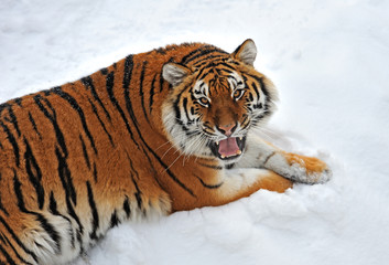 Siberian tiger