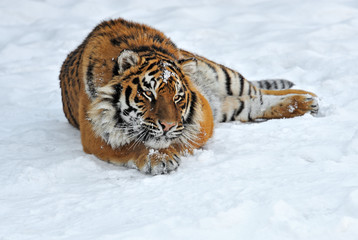 Siberian tiger