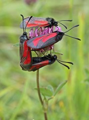 Vier Thymianwidderchen bei der Paarung auf Zickzack-Klee