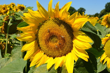 Sunflower 01
