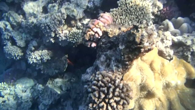 snorkeling in the red sea