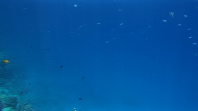snorkeling in the red sea