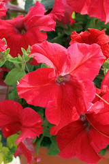 red petunia flowers