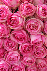 big pink roses in a wedding centerpiece