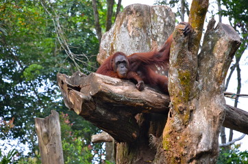 Orangutan (Pongo Borneo) in Singapore Zoo © lucazzitto