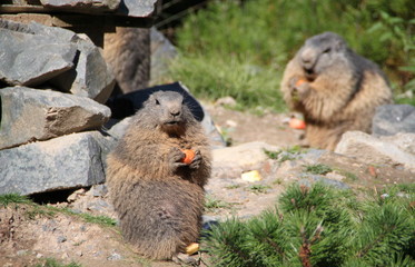 marmottes