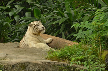 White Tiger in Singapore Zoo